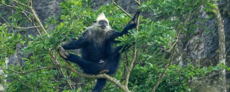 属猴人的正缘在第几段