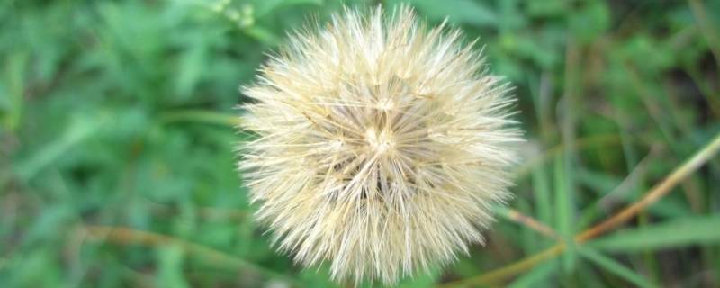 巨型蒲公英叫什么
