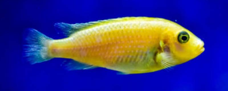 鱼死了4至6小时能吃吗