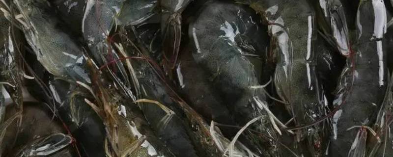 为什么不建议买活虾