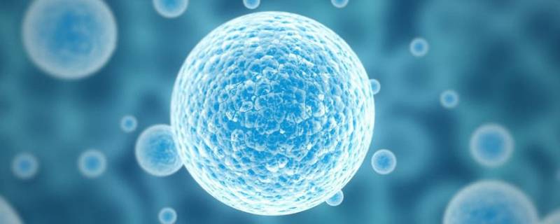 干细胞是什么