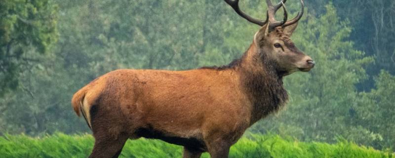 麋鹿的寓意是什么