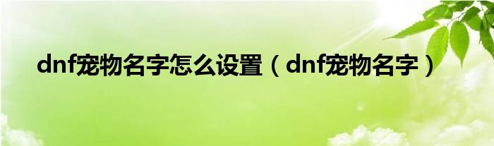 dnf宠物名字怎么设置(dnf宠物名字)