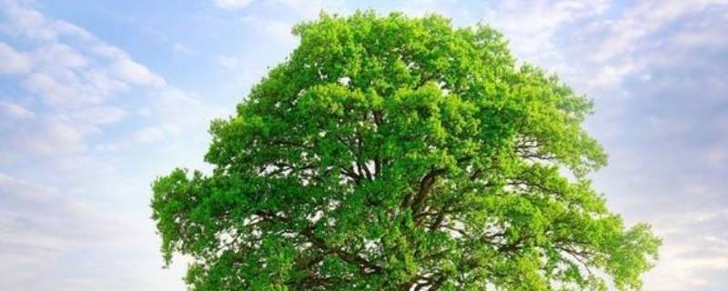 为什么树是绿色的