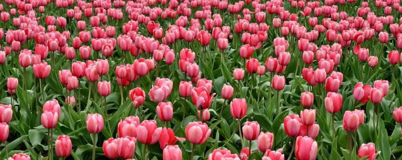 郁金香的寓意和禁忌