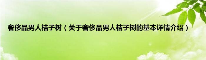 奢侈品男人桔子树（关于奢侈品男人桔子树的基本详情介绍）