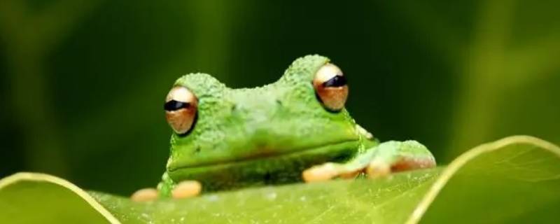 青蛙怎么跳的描写