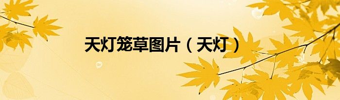 天灯笼草图片(天灯)